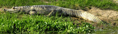 Caiman crocodilus crocodilus