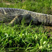 Caiman crocodilus crocodilus - Photo (c) Alejandro Lopez, μερικά δικαιώματα διατηρούνται (CC BY-NC-SA), uploaded by Alejandro Lopez