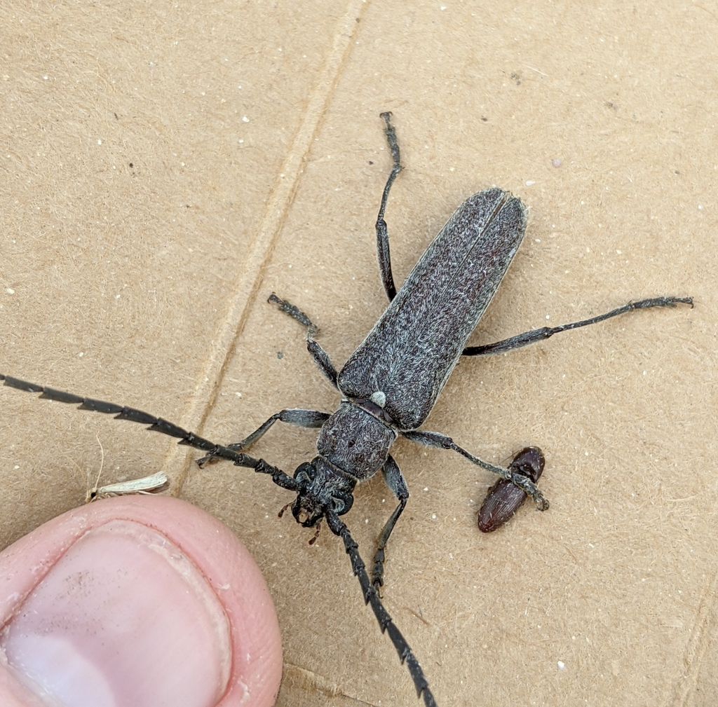 Aneflus obscurus