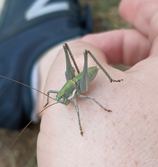 Eremopedes covilleae