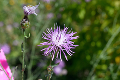 Centaurea