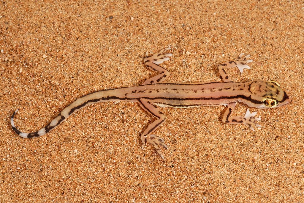 Sharqiyah Sand Gecko