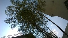 Jacaranda mimosifolia