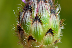 Centaurea