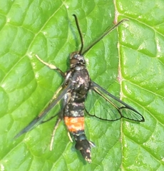 Synanthedon rubrofascia