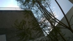 Jacaranda mimosifolia