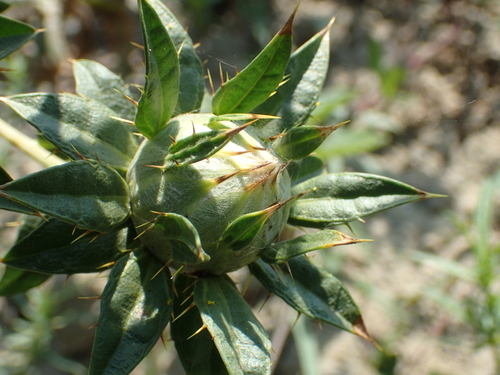 Carthamus tinctorius
