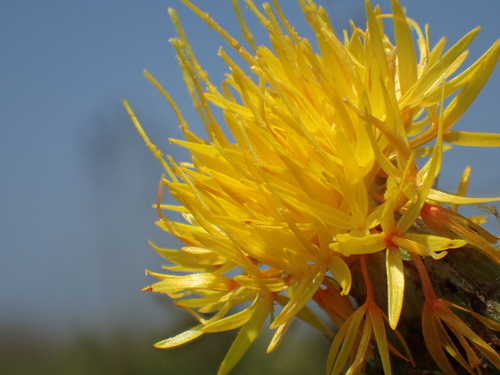 Carthamus tinctorius