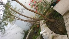 Jacaranda mimosifolia