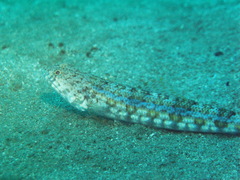 Synodus dermatogenys