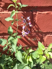 Solanum dulcamara
