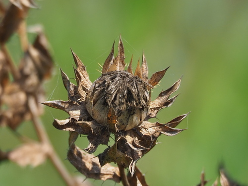 Carthamus tinctorius