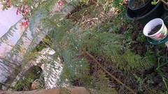 Jacaranda mimosifolia