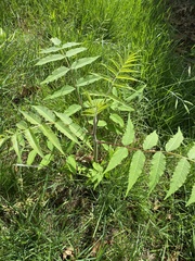 Rhus typhina