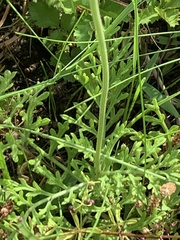 Ratibida peduncularis