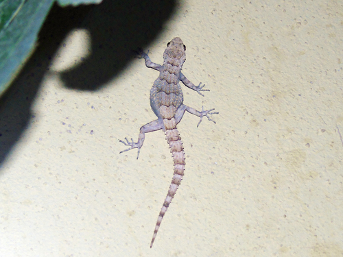 Asia Minor Thin-toed Gecko