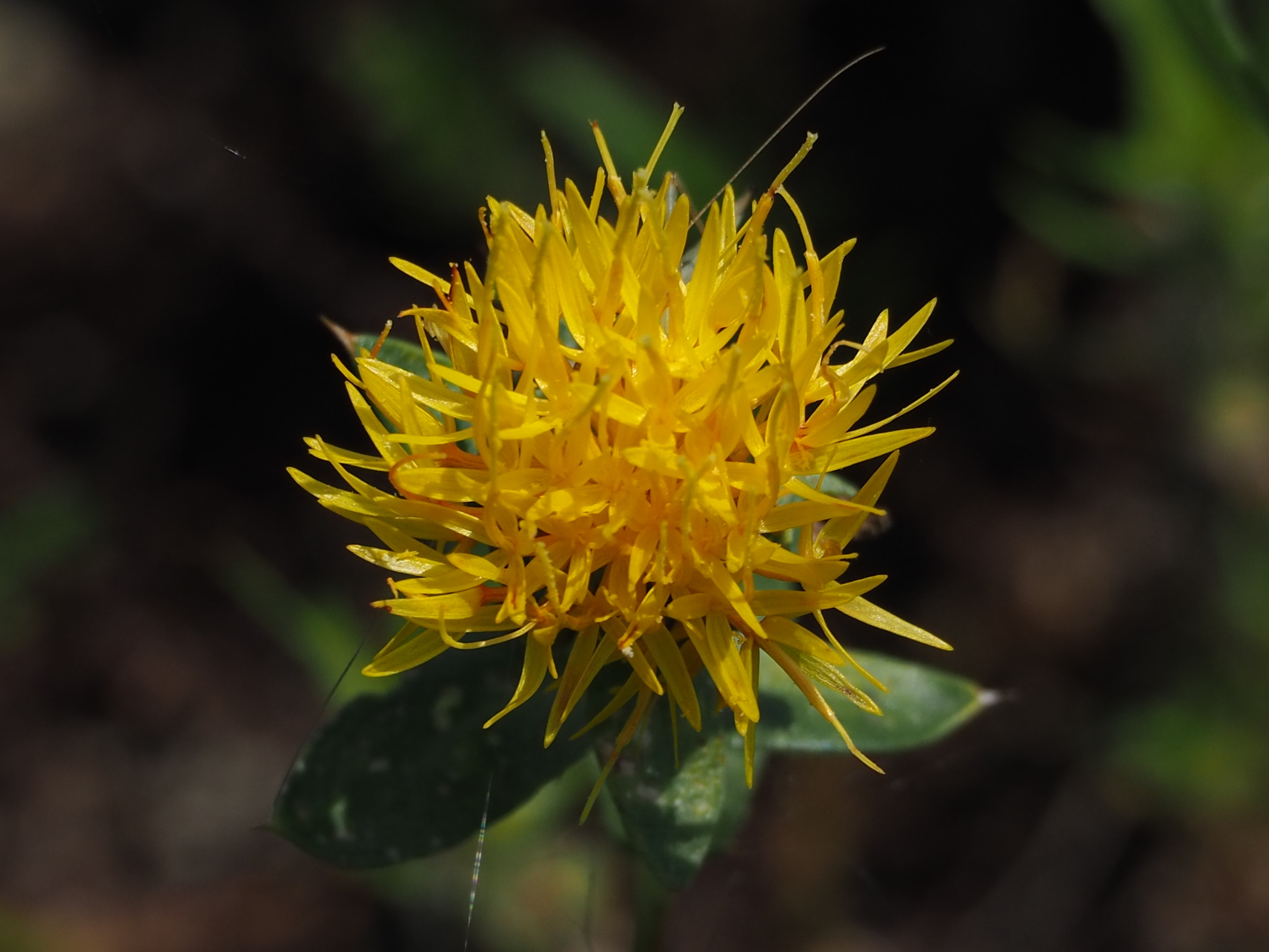 Carthamus tinctorius