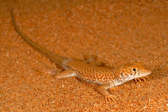 Acanthodactylus schmidti