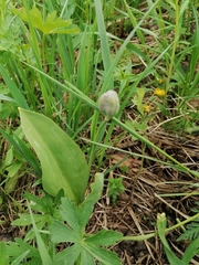 Erythronium sibiricum