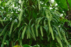 Liparis condylobulbon