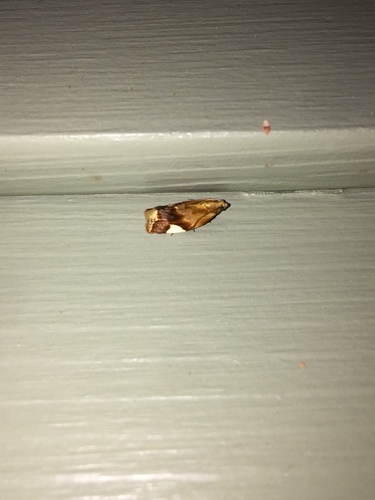 White Triangle Tortrix photo 4