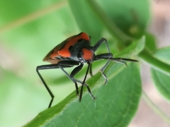 Lygaeus equestris