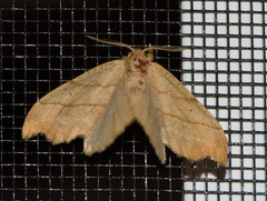 Drepana bilineata
