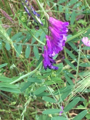 Vicia villosa