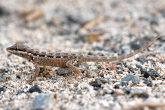 Pristurus minimus