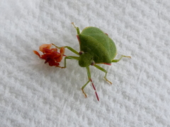 Thyanta pallidovirens