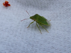 Thyanta pallidovirens