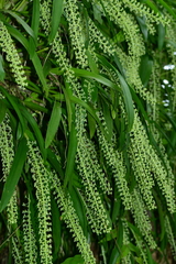 Liparis condylobulbon