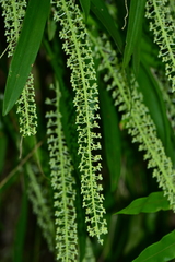 Liparis condylobulbon