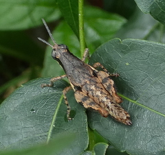 Eujivarus meridionalis
