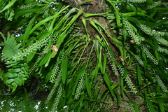 Liparis condylobulbon