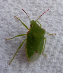 Thyanta pallidovirens