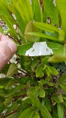 Sericoptera