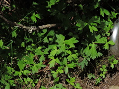 Ranunculus formosa-montanus, photograph Jacy Chen, CC BY, iNaturalist via GBIF