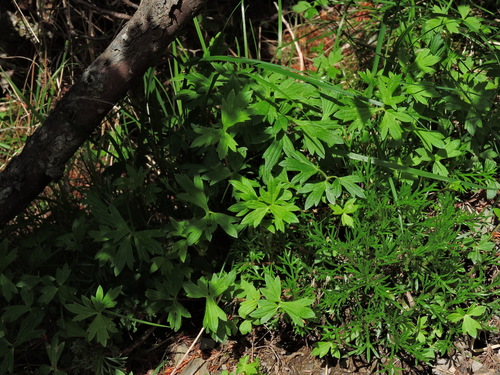 Ranunculus formosa-montanus, photograph 3