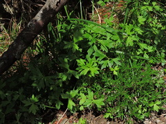 Ranunculus formosa-montanus, photograph Jacy Chen, CC BY, iNaturalist via GBIF