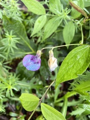 Lathyrus vernus
