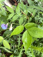 Lathyrus vernus