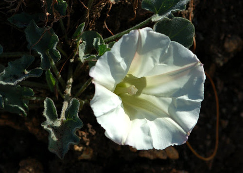Calystegia collina ssp. venusta