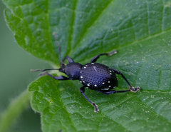 Otiorhynchus gemmatus