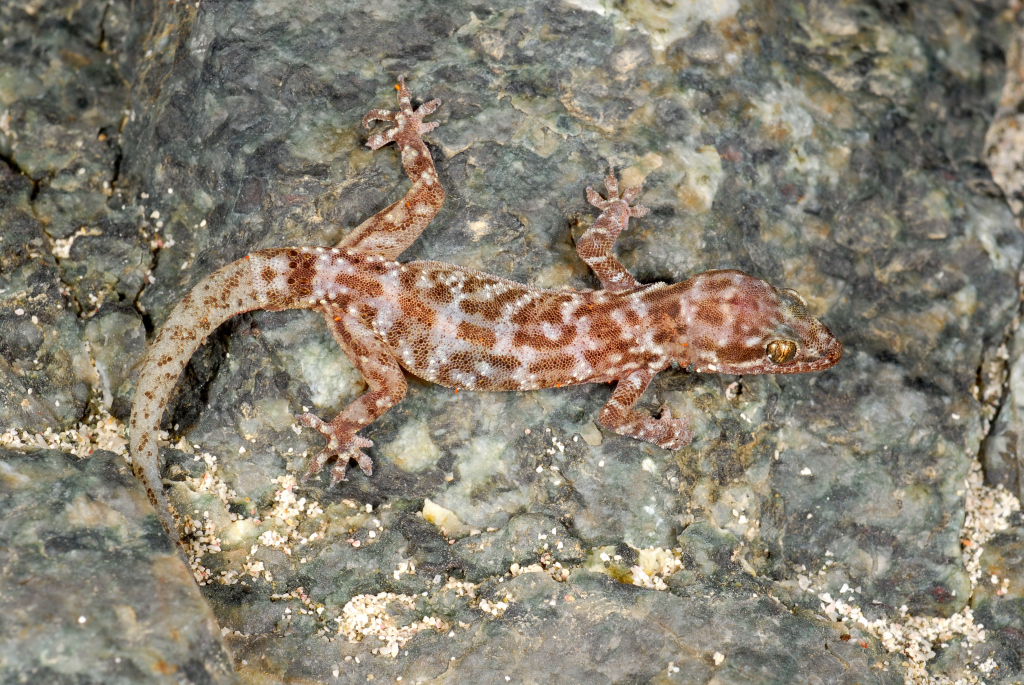 Masirah Island Gecko