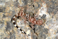 Hemidactylus masirahensis