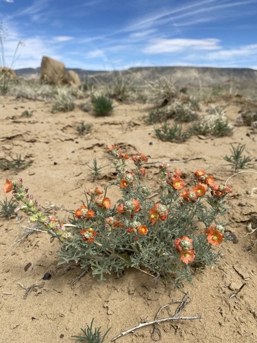 Scarlet Globemallow