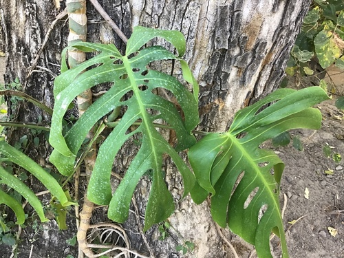 Another photo of Swiss cheese plant