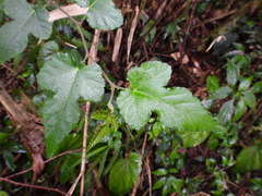 Rubus taitoensis