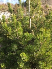 Pinus heldreichii